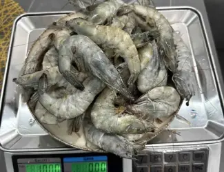 Креветка 30.40 без глазурі