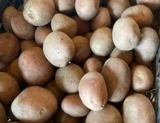 Продам картошку посадка