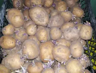 Картошка на посадку