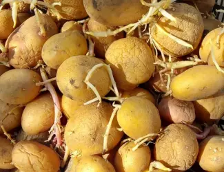Картошка на посадку пересилаю