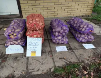 Посадкова картошка