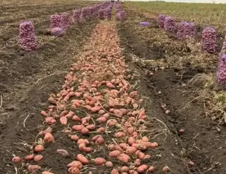 Картопля різних сортів рання