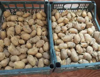 Картопля насінева рання