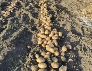Рання посадкова картопля Спектра, Корінна, Мікадо