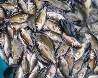 Продаємо зарибок коропа, амура, лина та товстолоб