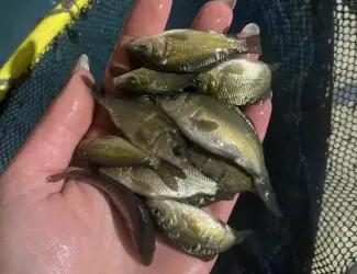 Зарибок для водойм коропа