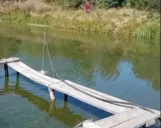 Зарибок білого амура.