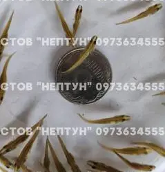 Подрощенная личинка щуки 2-3 см