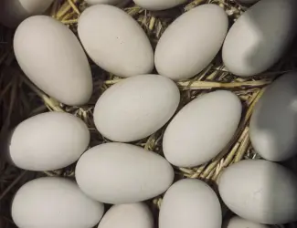 Інкубаційні яйця гуски