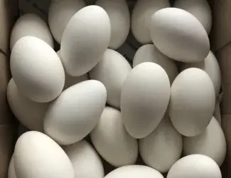 Гусячі яйця інкубаційні