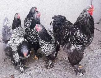 Інкубаційне яйце (курчата). Брама: срібло, лимон