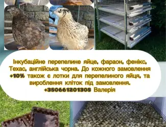 Зображення для оголошення Перепелине інкубаційне яйце 4 порід