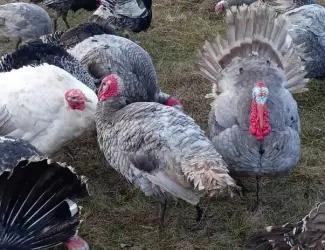 Інкубаційні індичі яйця