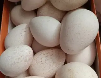 Продам інкубаційні індичі яйця