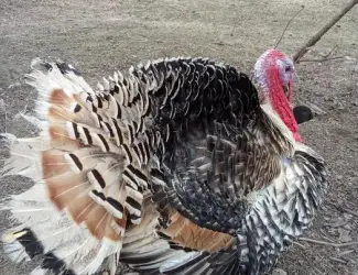 Продам індичі інкубаційні яйця