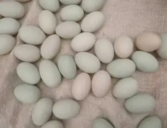 Зображення для оголошення Продам качині інкубаційні яйця