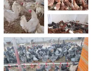 Зображення для оголошення Продам кури несушки! Доставка безкоштовна.