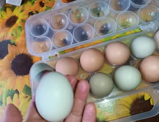 Зображення для оголошення Продам яйця курячі