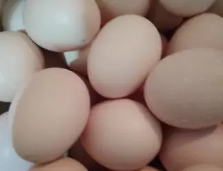 Зображення для оголошення Продаю яйця курячі домашніашні