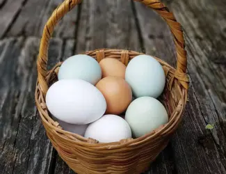 Зображення для оголошення Яйце куряче ( різнокольоровий мікс ) елітні пород