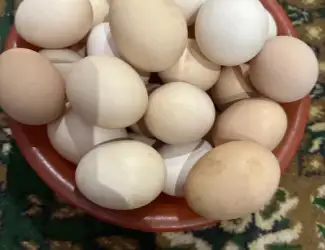 Зображення для оголошення Яйця курячі домашні