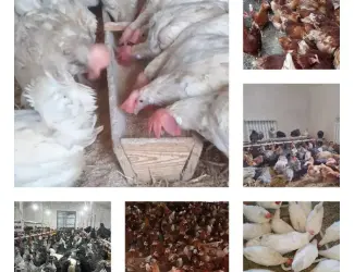 Зображення для оголошення Продам кури несушки! Доставка безкоштовна.