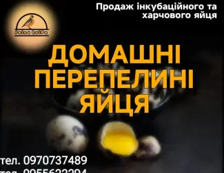 Зображення для оголошення Перепелині Інкубаційні та харчові яйця