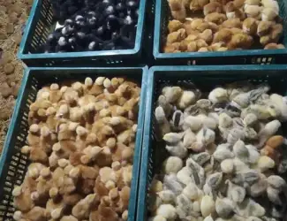 Зображення для оголошення Продаю курчата, каченята, гусинята, індичата.