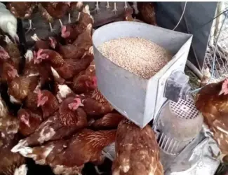 Зображення для оголошення Кури не сушки Ломан Браун