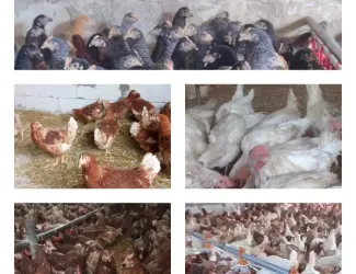 Зображення для оголошення Продам кури несушки! Доставка безкоштовна
