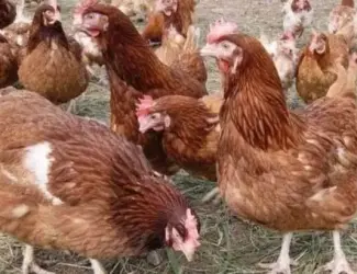 Зображення для оголошення Продам річні кури