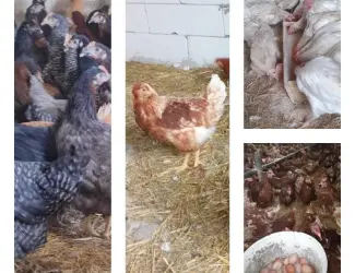 Зображення для оголошення Продам кури несушки! Доставка безкоштовна.