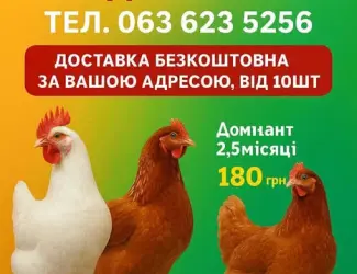 Зображення для оголошення КУри несушки Кривий ріг ! доставка додому