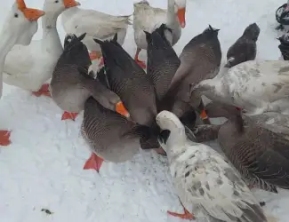Зображення для оголошення Продам домашніх гусей
