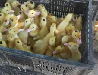 Зображення для оголошення Мулард утята оптом