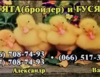 Зображення для оголошення Цыплята, Утята,Гусята
