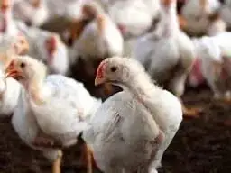 Зображення для оголошення Продаж курчат бройлер