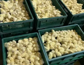 Зображення для оголошення Курчата бройлерів