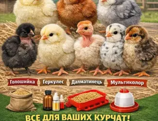 Зображення для оголошення Добові курчата і бройлери