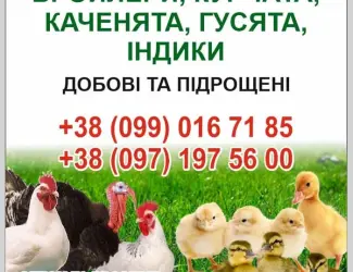 Зображення для оголошення Бройлери ,курчата ,каченята ,густа,індики.