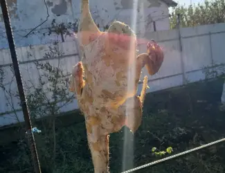 Зображення для оголошення Продам мясо утки домашняя без гмо