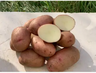 Продам насіннєву картоплю сорт Фотинія (1 репродукція)