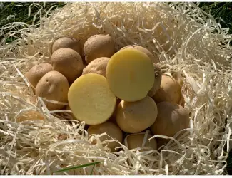 Продам насіннєву картоплю сорт Скарбниця (1 репродукція)