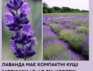 Зображення для оголошення Саджанці лаванди