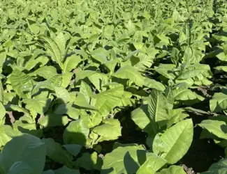 Продам розсаду тютюну.Під замовлення.