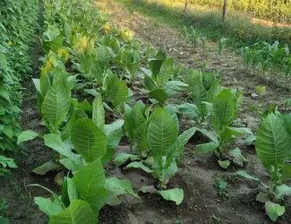 Зображення для оголошення Насіння тютюну вірджинія гавана