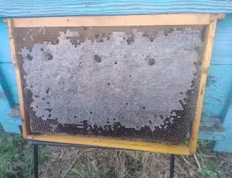 Зображення для оголошення Соти, Мед у сотах