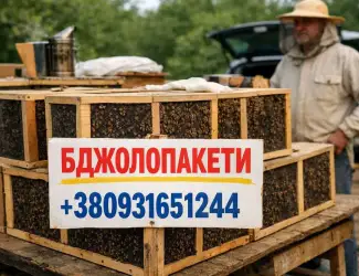 Зображення для оголошення Продам бджолопакети. Карніка. 100 шт+