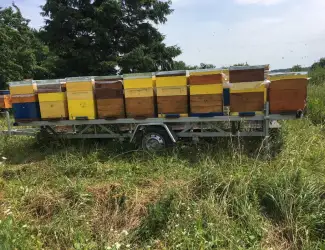 Зображення для оголошення Продам бджолопакети! 2026 рік. Бджола карніка,