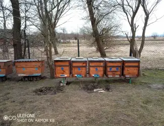 Бджолопакети карніка та карпатка.